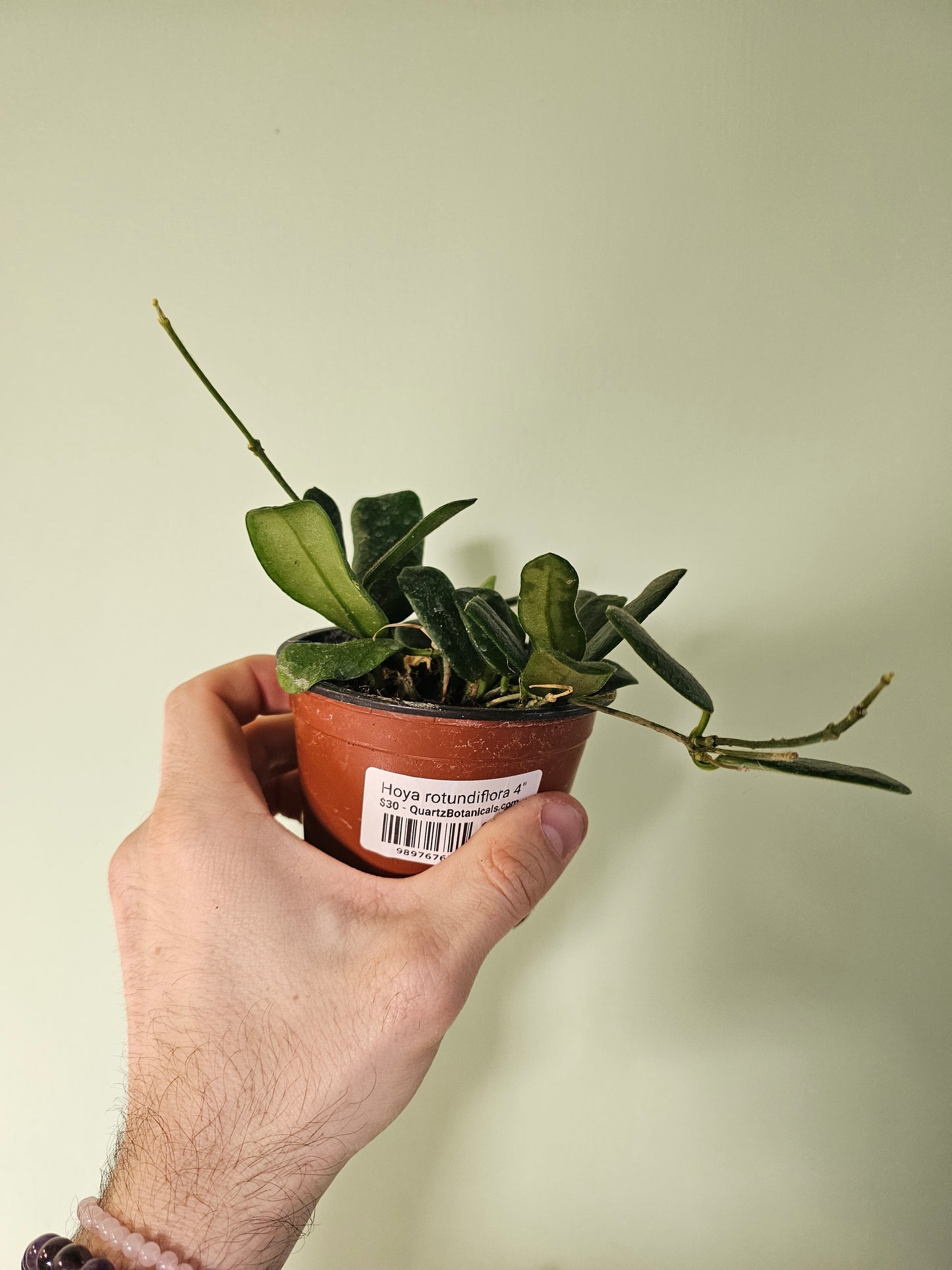 Hoya rotundiflora 4"