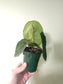 Anthurium forgetii 4"