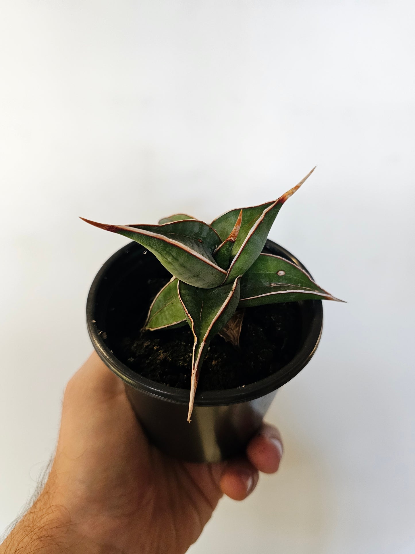 Sansevieria pinguicula "Walking Snake Plant" 4"