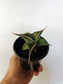 Sansevieria pinguicula "Walking Snake Plant" 4"
