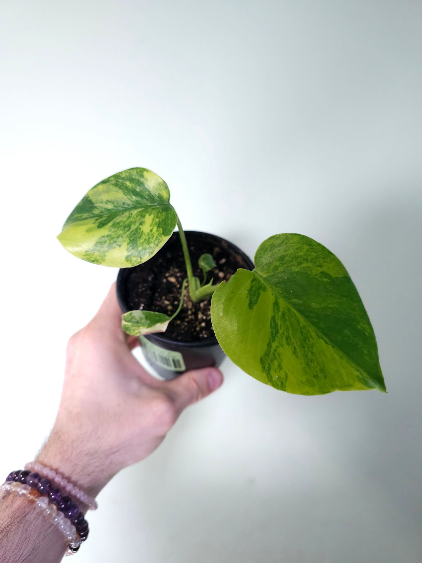 Monstera 'Yellow Marilyn' 4"