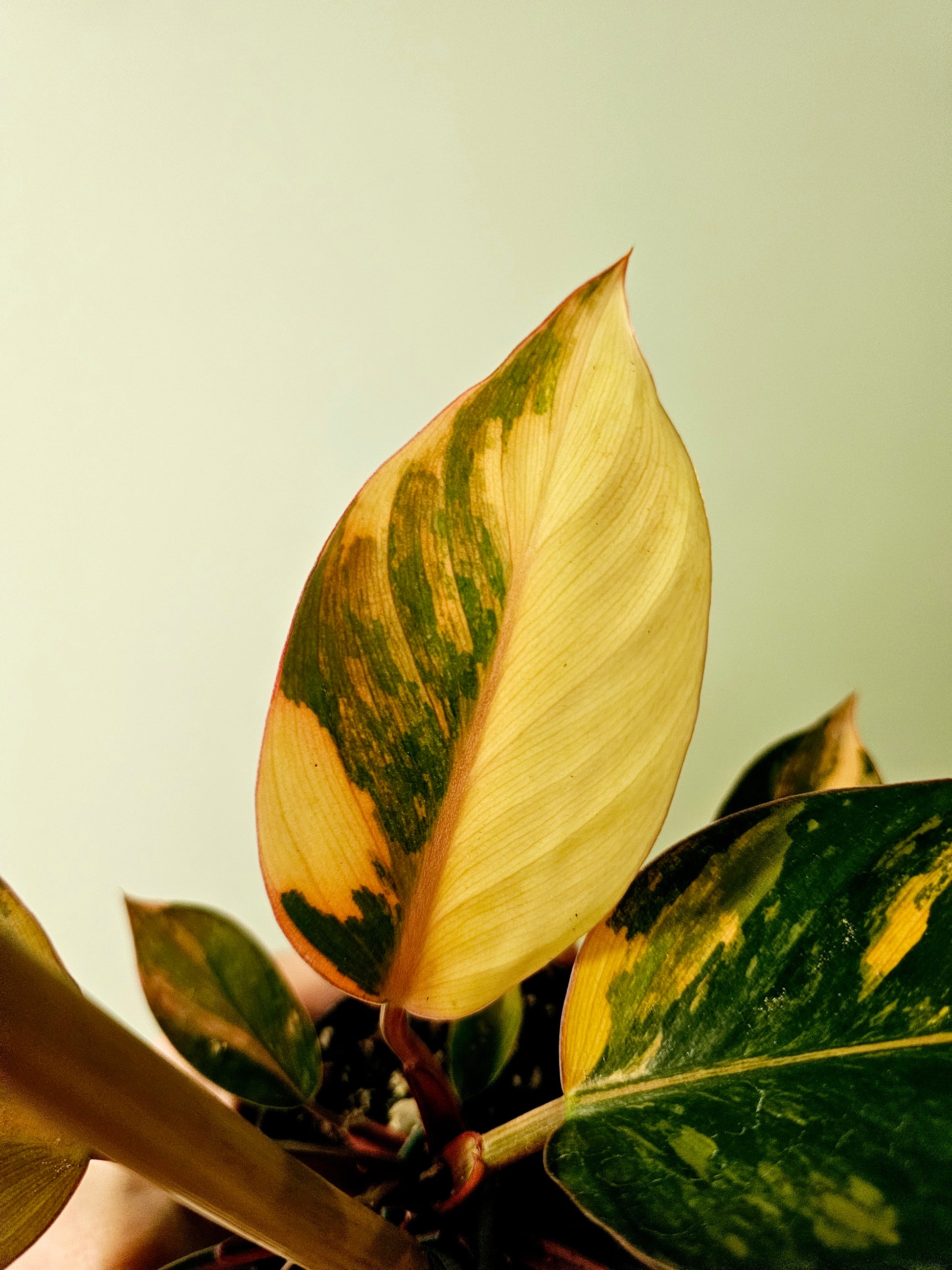 philodendron rojo congo variegated Philodendron 'Rojo Congo' Variegated 4" – Quartz Botanicals
