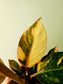 Philodendron 'Rojo Congo' Variegated 4"