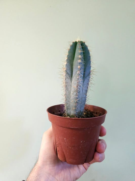 Pilosocereus pachycladus "Blue Torch Cactus" 4"