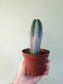 Pilosocereus pachycladus "Blue Torch Cactus" 4"