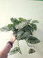 Scindapsus pictus 'Silver Queen' 6”