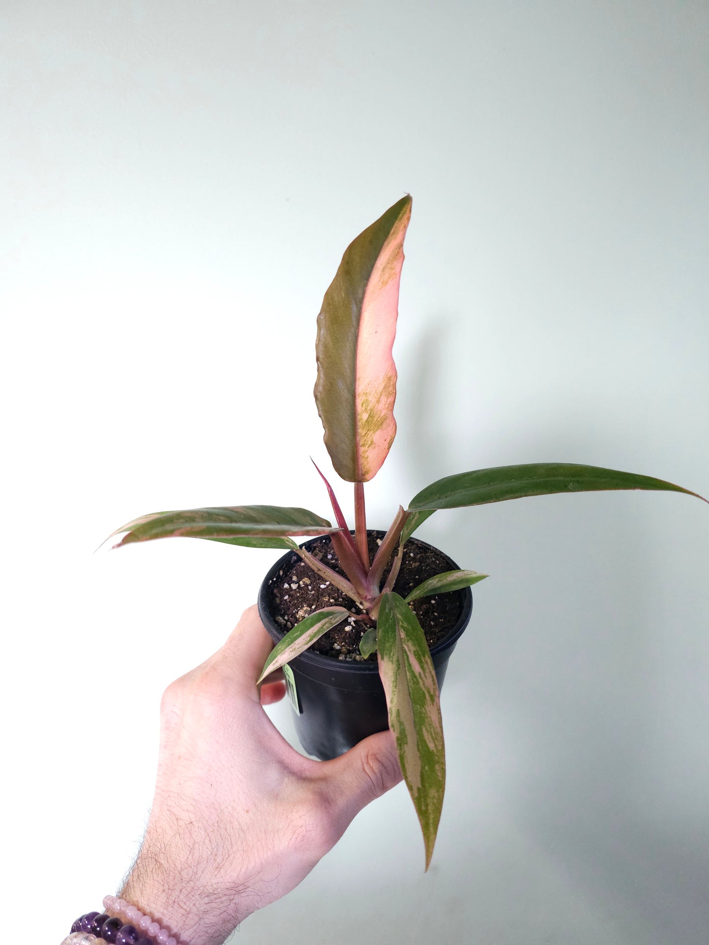 Philodendron 'Caramel Marble' 4"