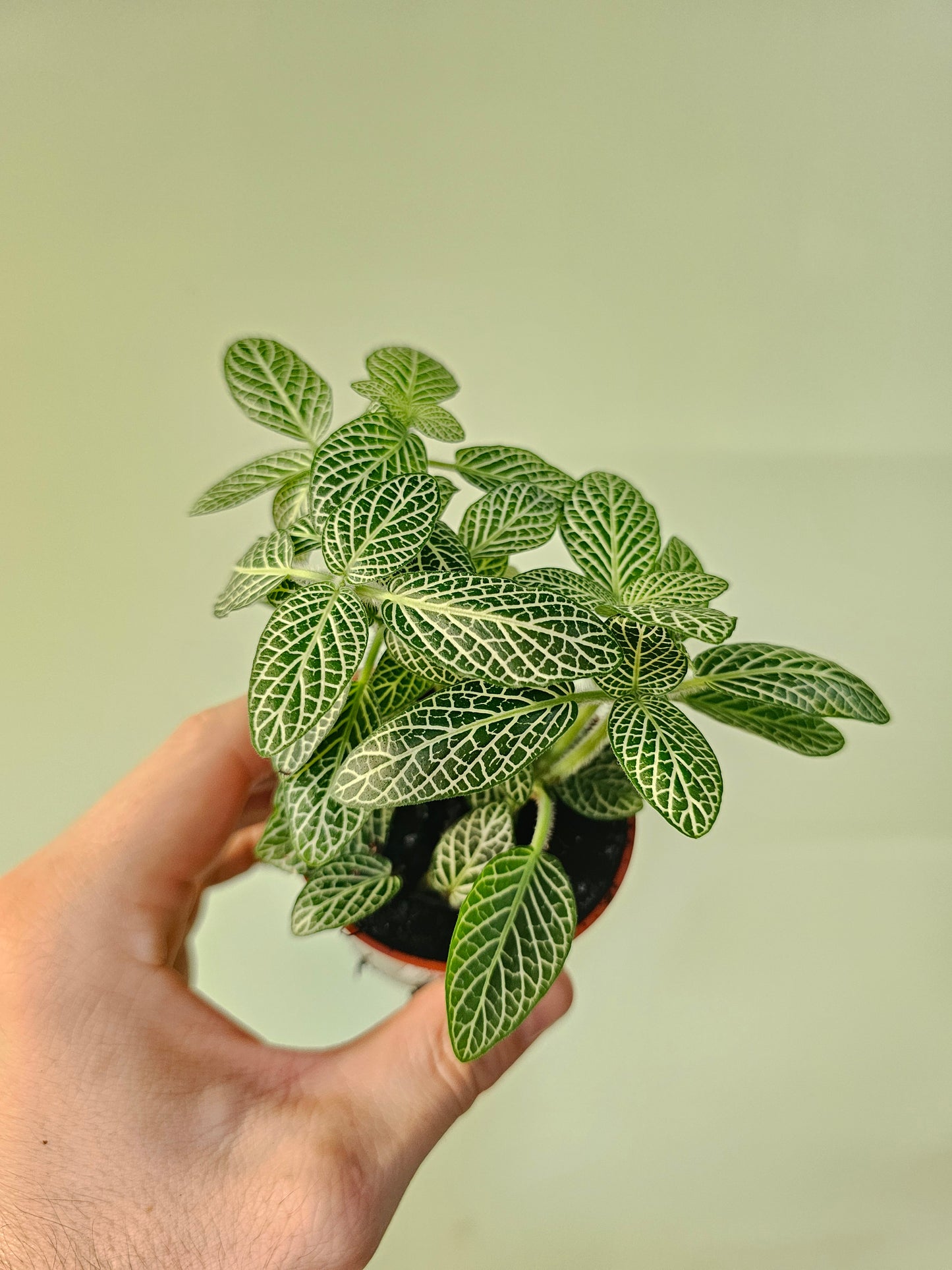 Fittonia albivenis 'White Angel' Nerve Plant 2.5"