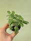 Fittonia albivenis 'White Angel' Nerve Plant 2.5"