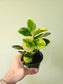 Peperomia obtusifolia 'Marble' 3.5"