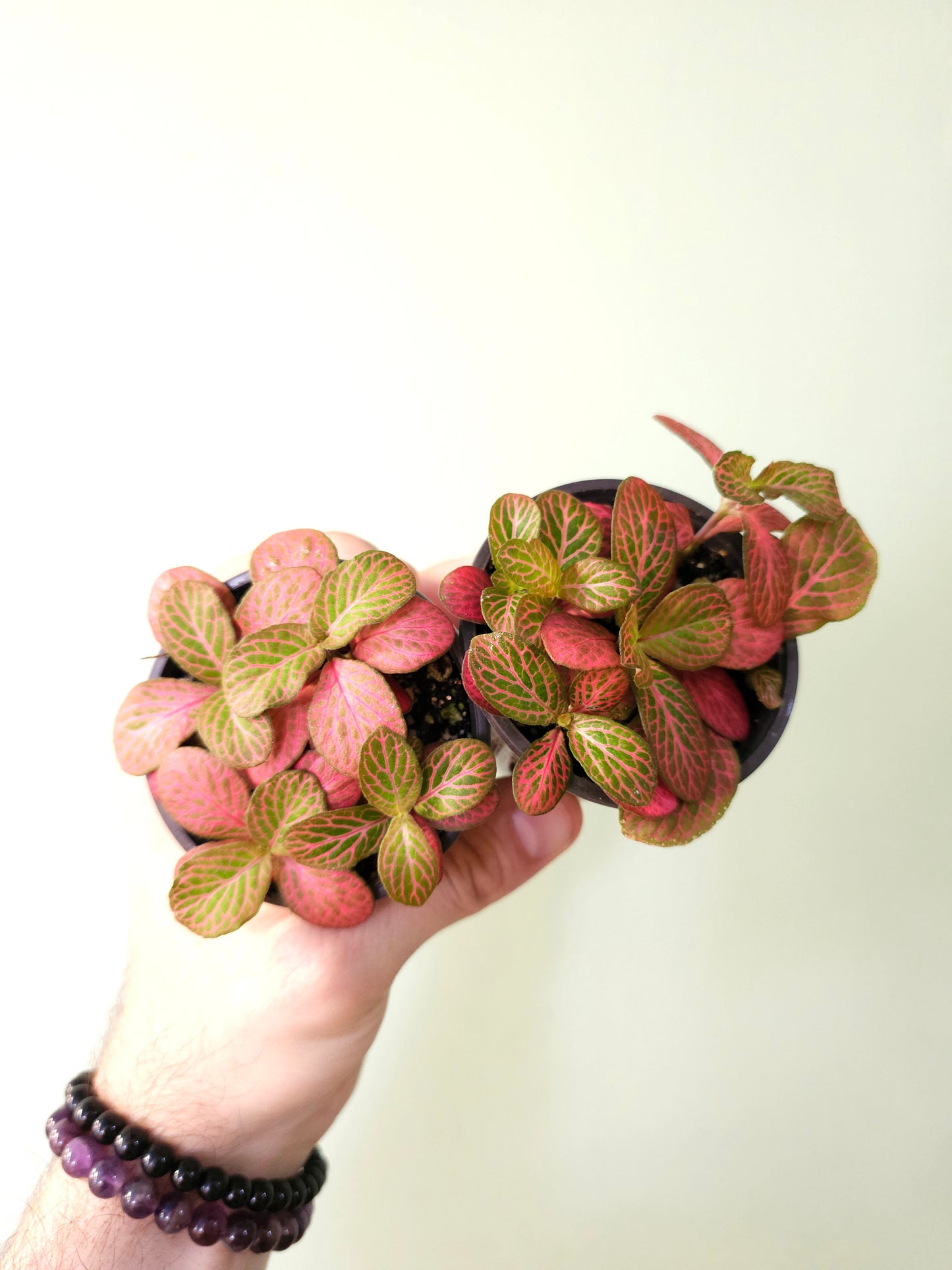 Fittonia albivenis 'Strawberry Blossom' Nerve Plant 2.5"