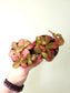 Fittonia albivenis 'Strawberry Blossom' Nerve Plant 2.5"