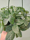 Fittonia albivenis 'White Angel' 6" HB