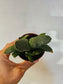 Gasteria glomerata 3"