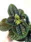 Pilea nummulariifolia "Creeping Charlie" 4"