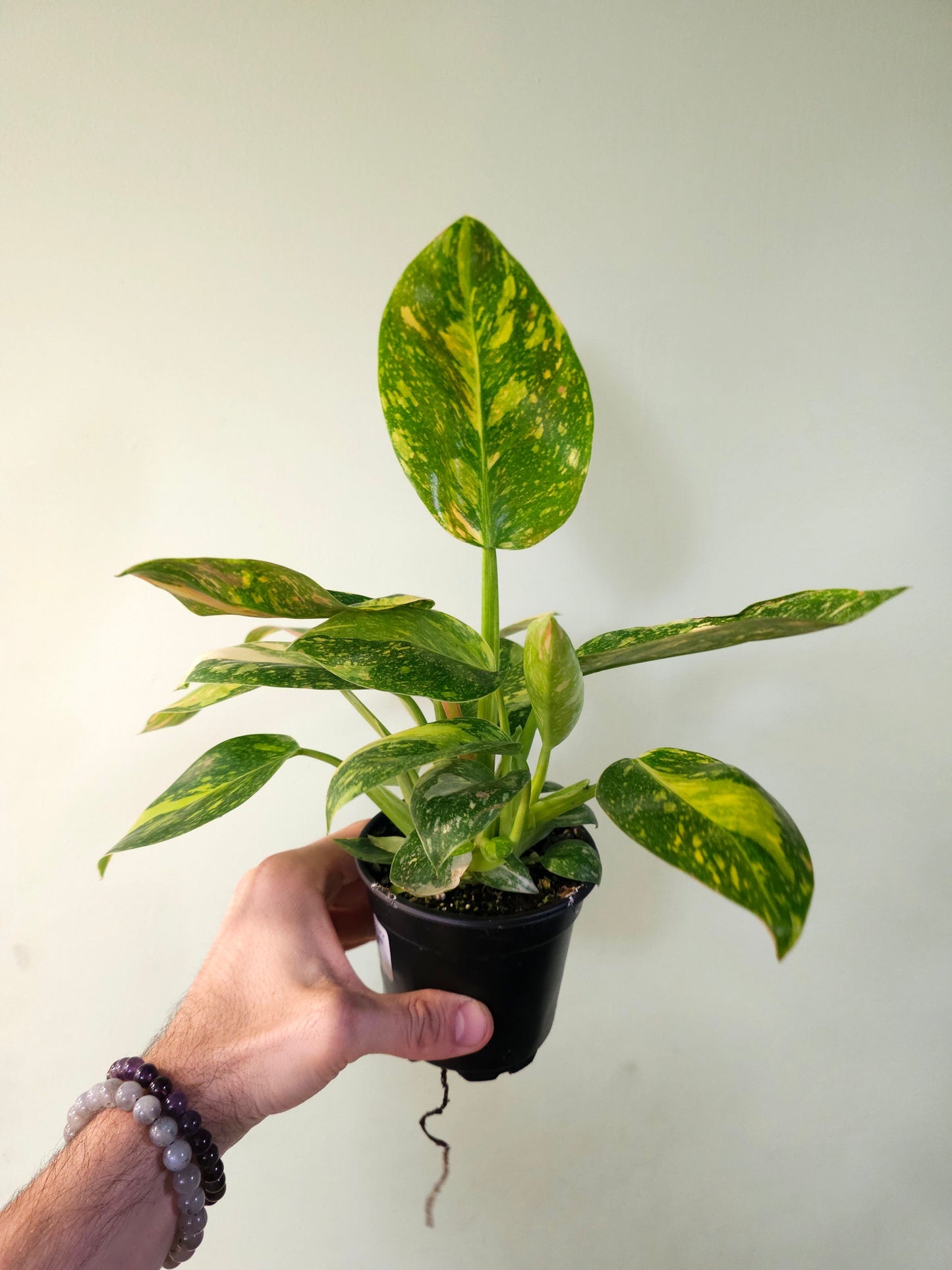 Philodendron Green Congo 'Nuclear' 4"