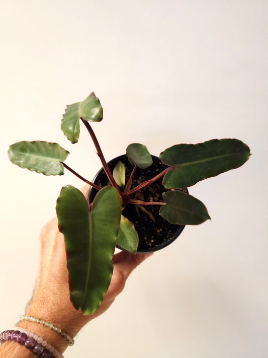 Philodendron billietiae 'Black' 4"