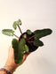 Philodendron billietiae 'Black' 4"