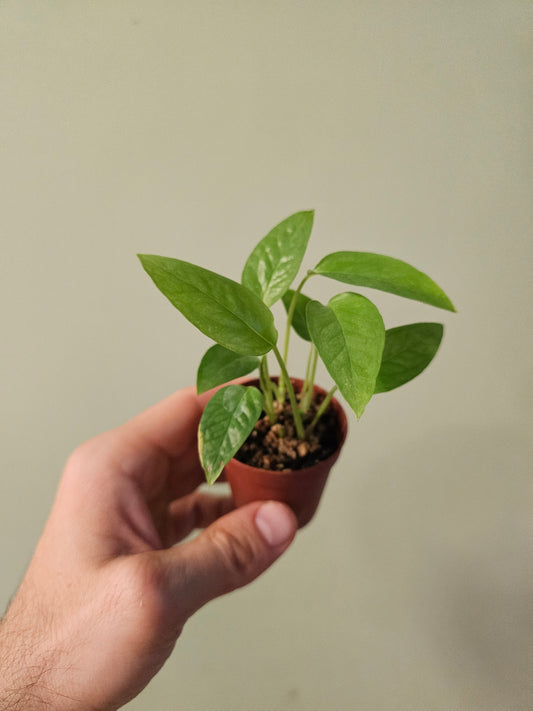 Epipremnum pinnatum 'Cebu Blue' 2"