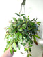 Aeschynanthus marmoratus "Black Pagoda Lipstick/Zebra Basket Vine" 6" HB