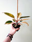 Philodendron 'Rojo Congo' Variegated 4"