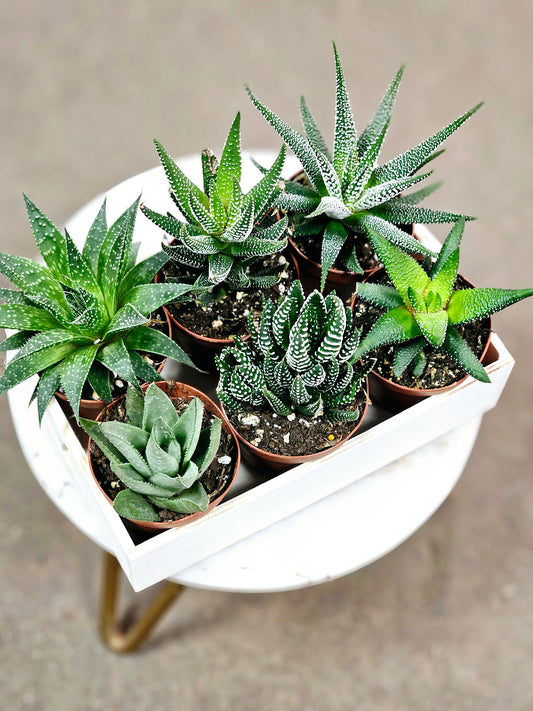 SAAM Auction - Haworthia Collector's Starter Pack