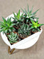SAAM Auction - Haworthia Collector's Starter Pack