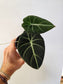 Alocasia 'Black Velvet' 4"