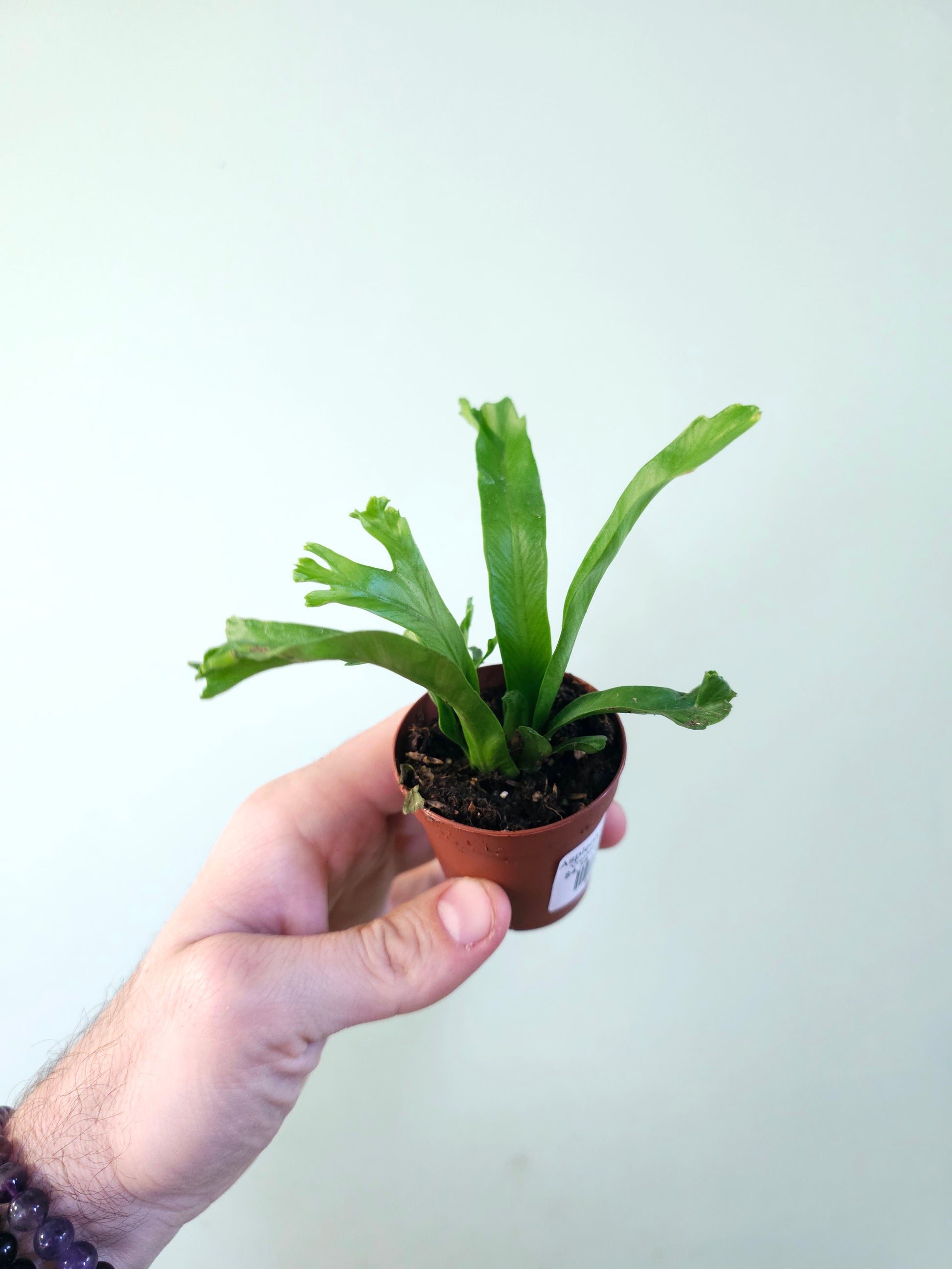 japanese birds nest fern Asplenium antiquum 'Leslie' "Crested Japanese Bird's Nest Fern" 2"