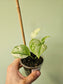 Scindapsus 'Peasun' 3.5"