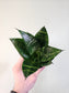 Sansevieria hahnii 'Forest Star' 3.5"