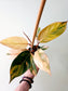 Philodendron 'Rojo Congo' Variegated 4"
