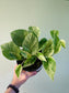 Epipremnum aureum 'Marble Queen' 6" (Pothos)