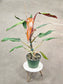 SAAM Auction - Philodendron Orange Marmalade Narrow Form 6"