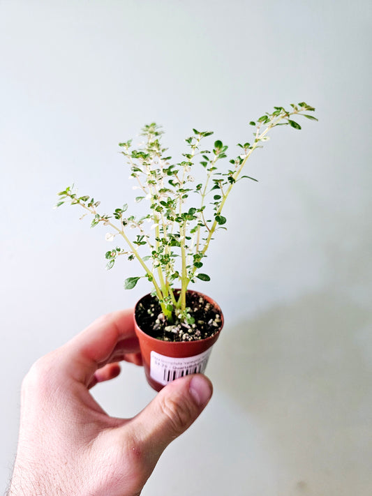 Pilea microphylla 'Variegata' "Artillery Fern" 2"