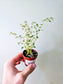 Pilea microphylla 'Variegata' "Artillery Fern" 2"