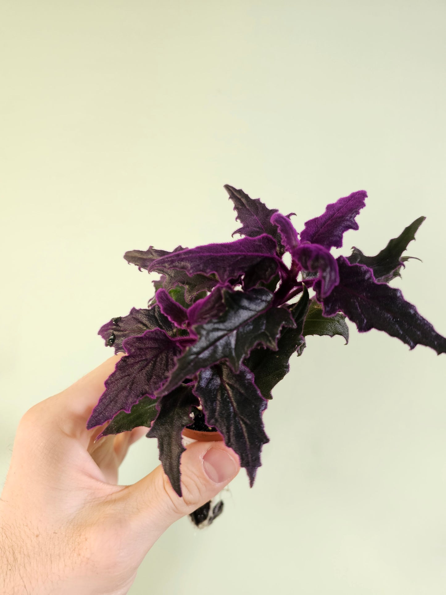 Gynura aurantiaca "Purple Passion" 2"