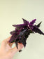 Gynura aurantiaca "Purple Passion" 2"