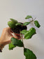Hoya waymaniae 4"