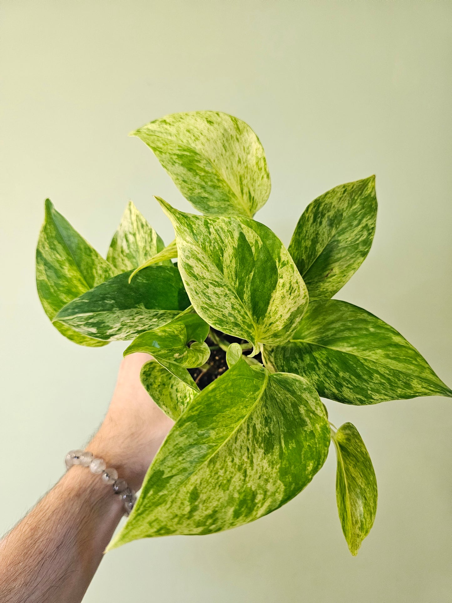 Epipremnum aureum 'Marble Queen' Pothos 3.5"