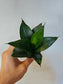 Sansevieria hahnii 'Black' 3"