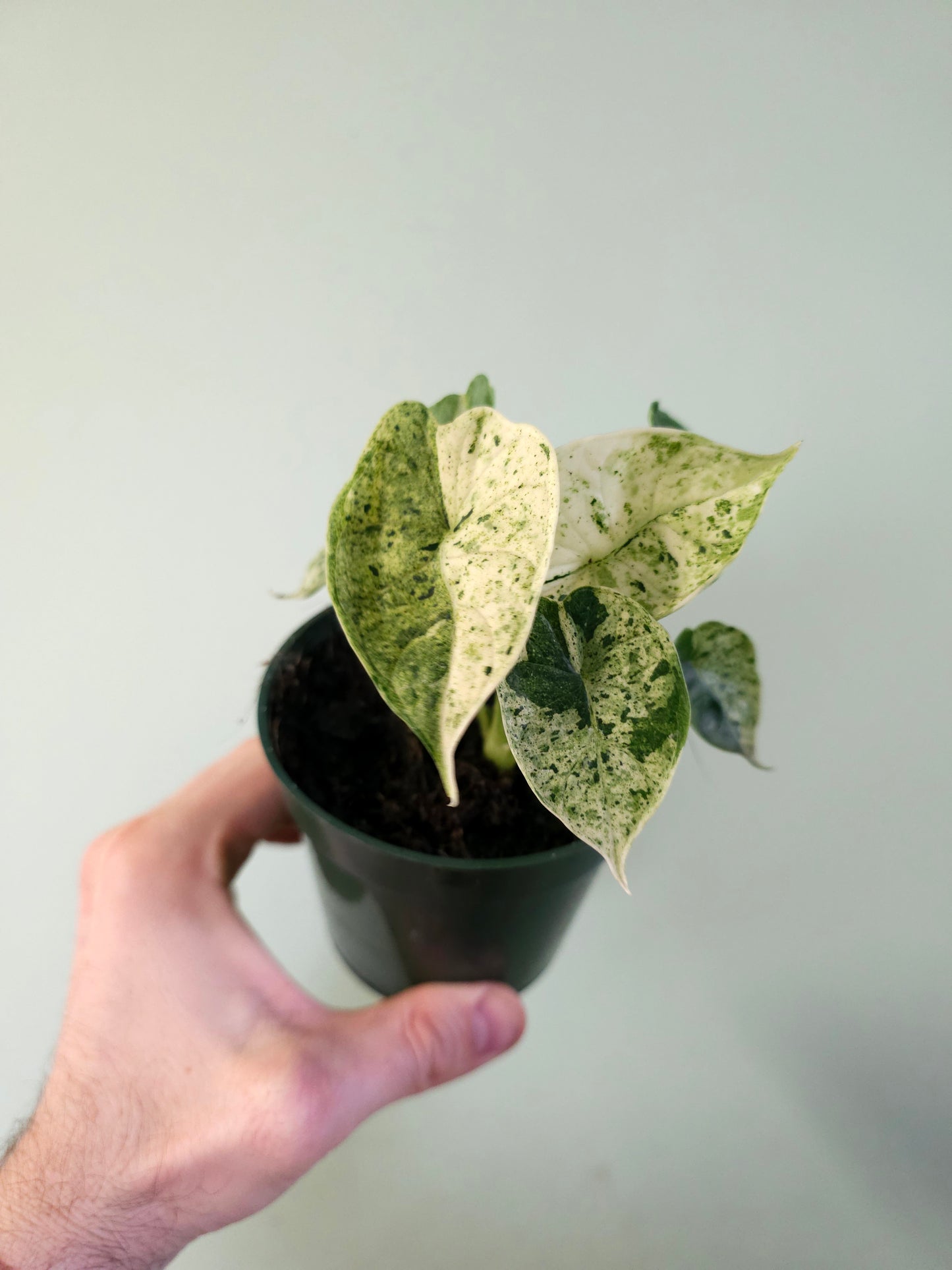 Alocasia 'Dragon Scale' Mint Variegated 4"