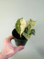 Alocasia 'Dragon Scale' Mint Variegated 4"