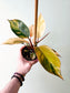 Philodendron 'Rojo Congo' Variegated 4"