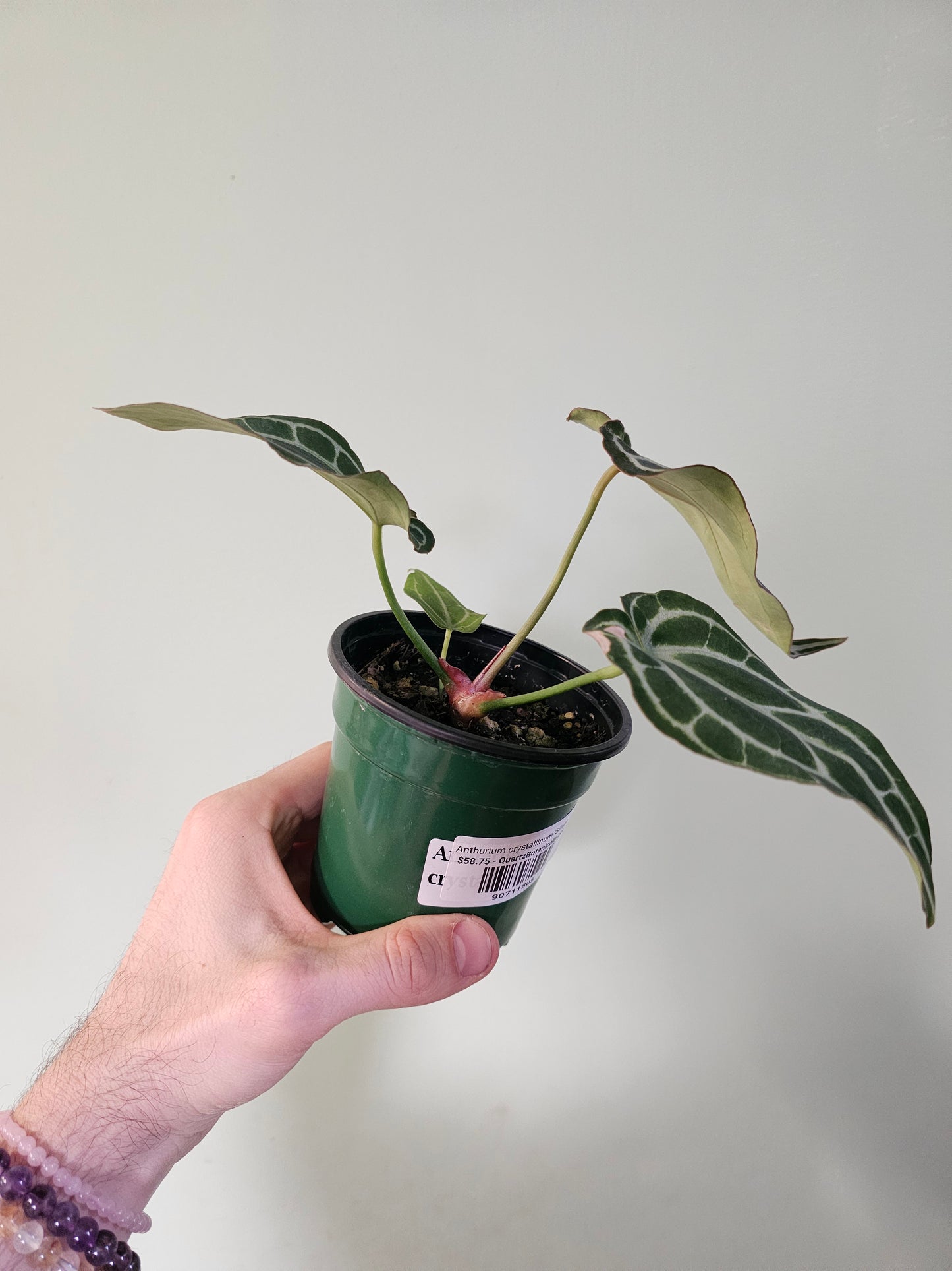 Anthurium crystallinum 'Silver' 4"