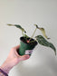 Anthurium crystallinum 'Silver' 4"