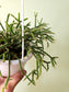 Rhipsalis pilocarpa 4.5" HB