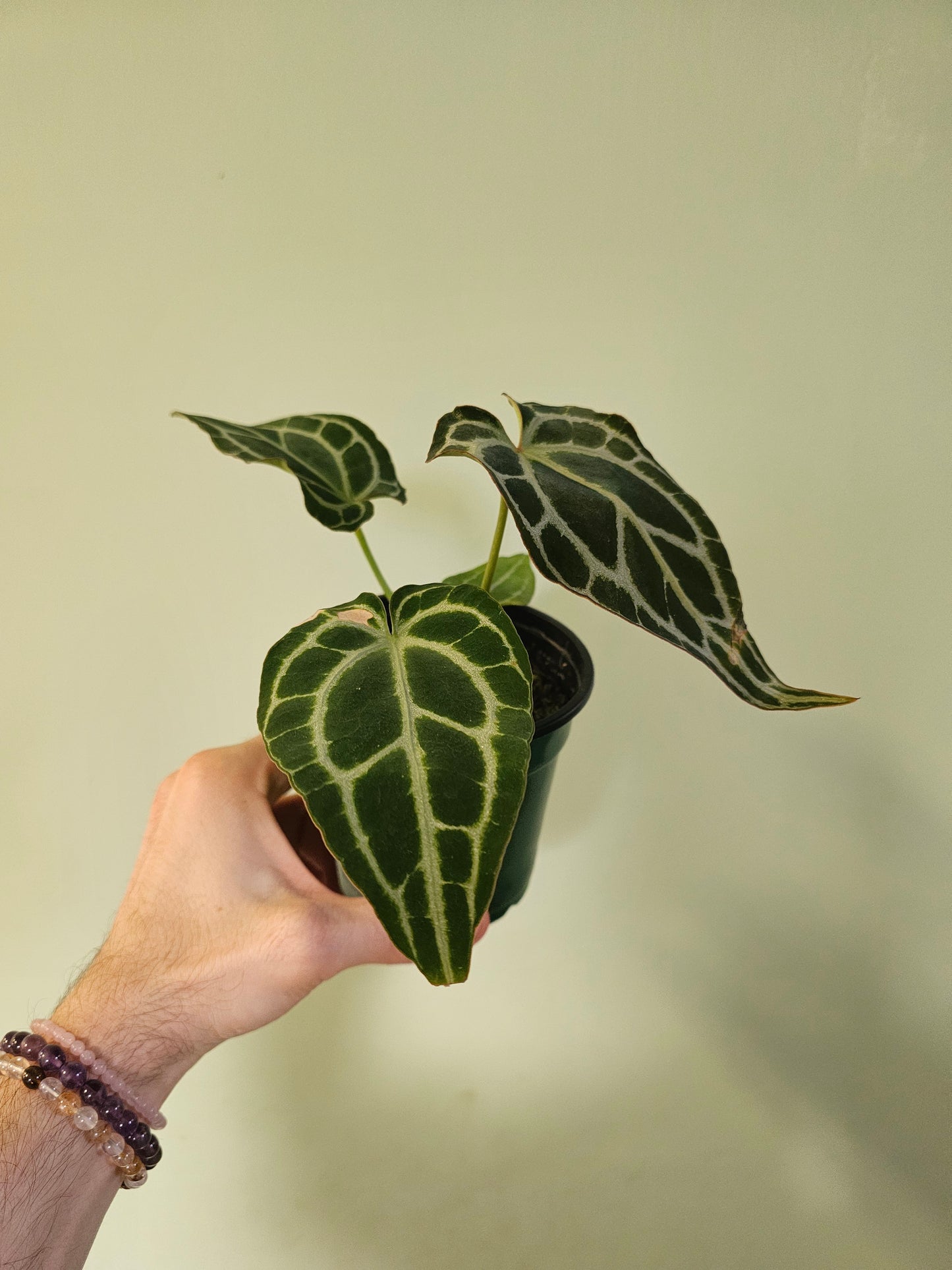 Anthurium crystallinum 'Silver' 4"