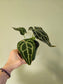 Anthurium crystallinum 'Silver' 4"