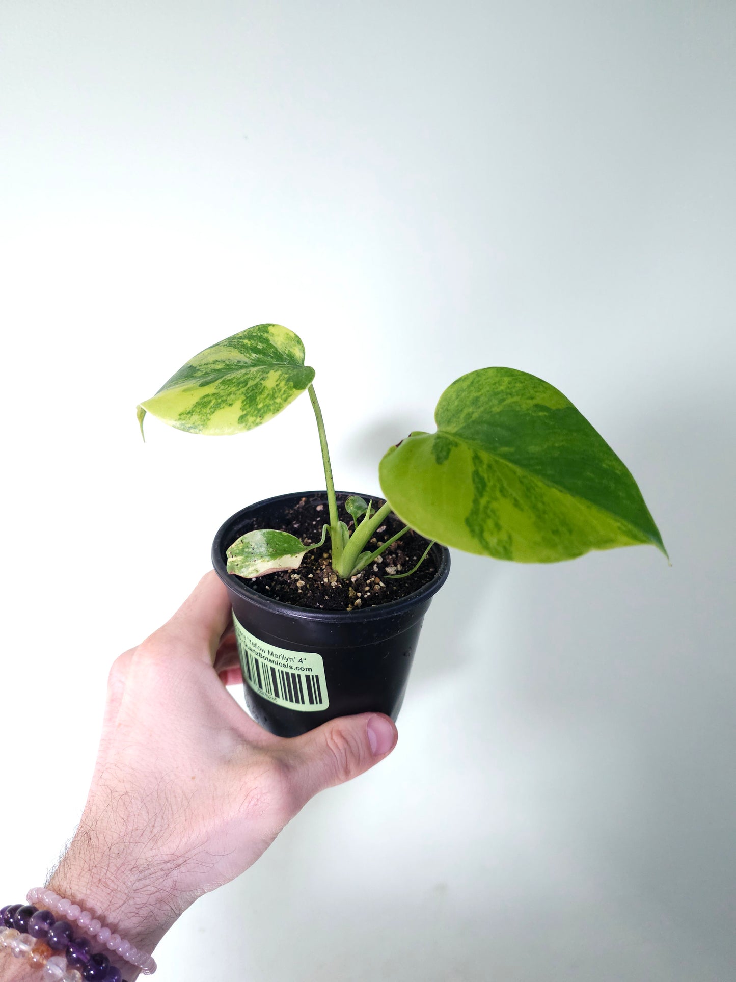 Monstera 'Yellow Marilyn' 4"